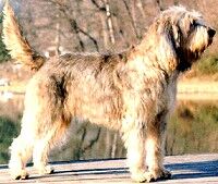 Otterhound