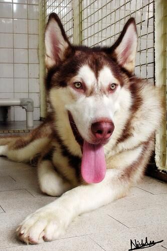 Malamute