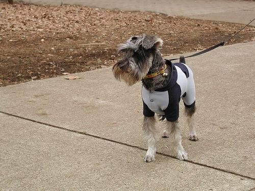 Schnauzer Miniature