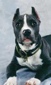 Bullterrier Staffordshire