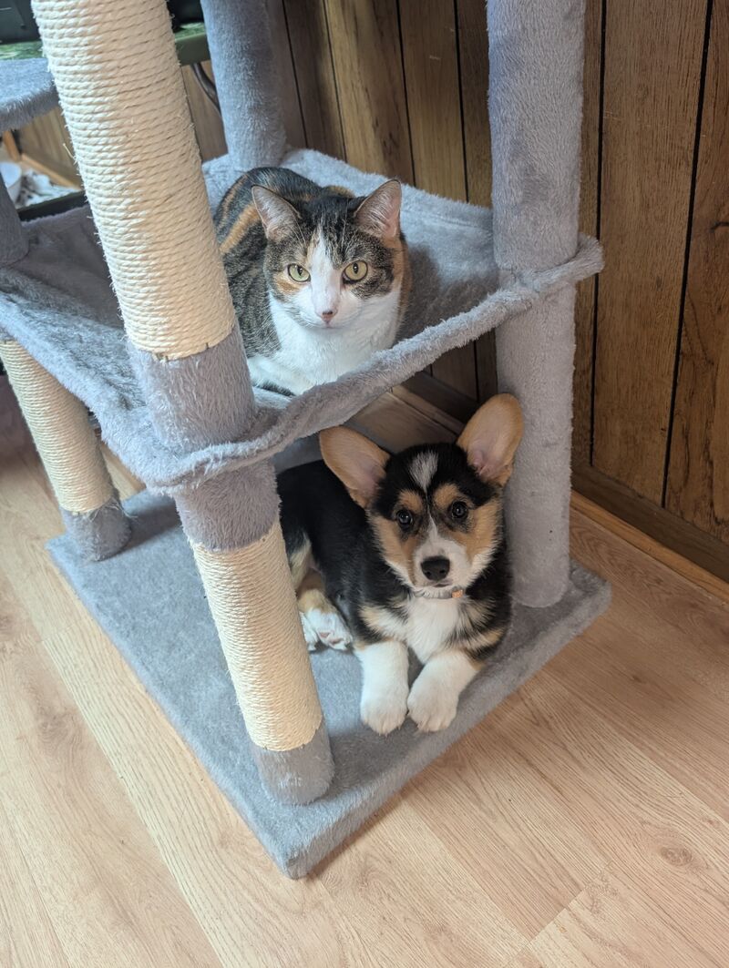 We all love the cat tree 💙