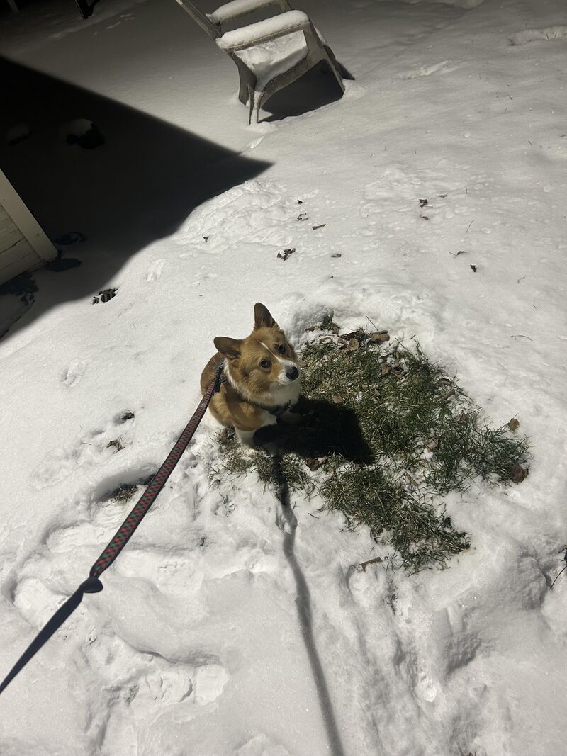 Biscuit is NOT pleased with it being 12 degrees outside 🫠🥲