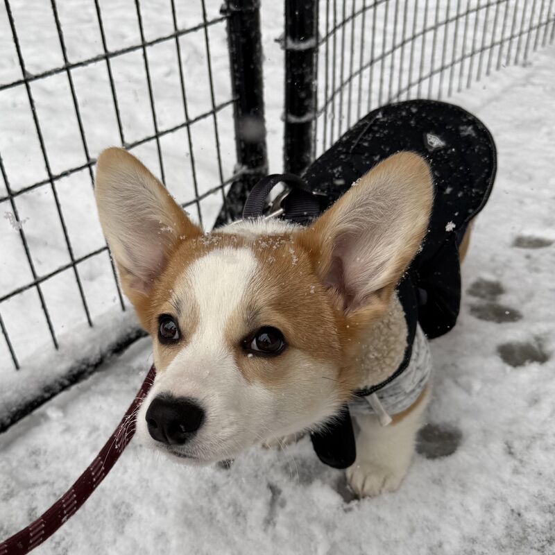 Stu’s first snow! ❄️