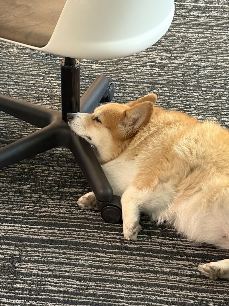 Paloma has such a comfy pillow