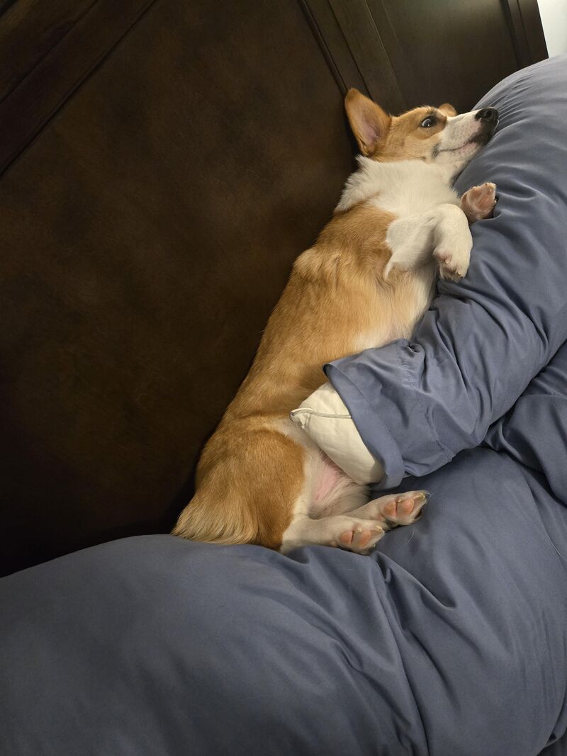 She stole our pillows.