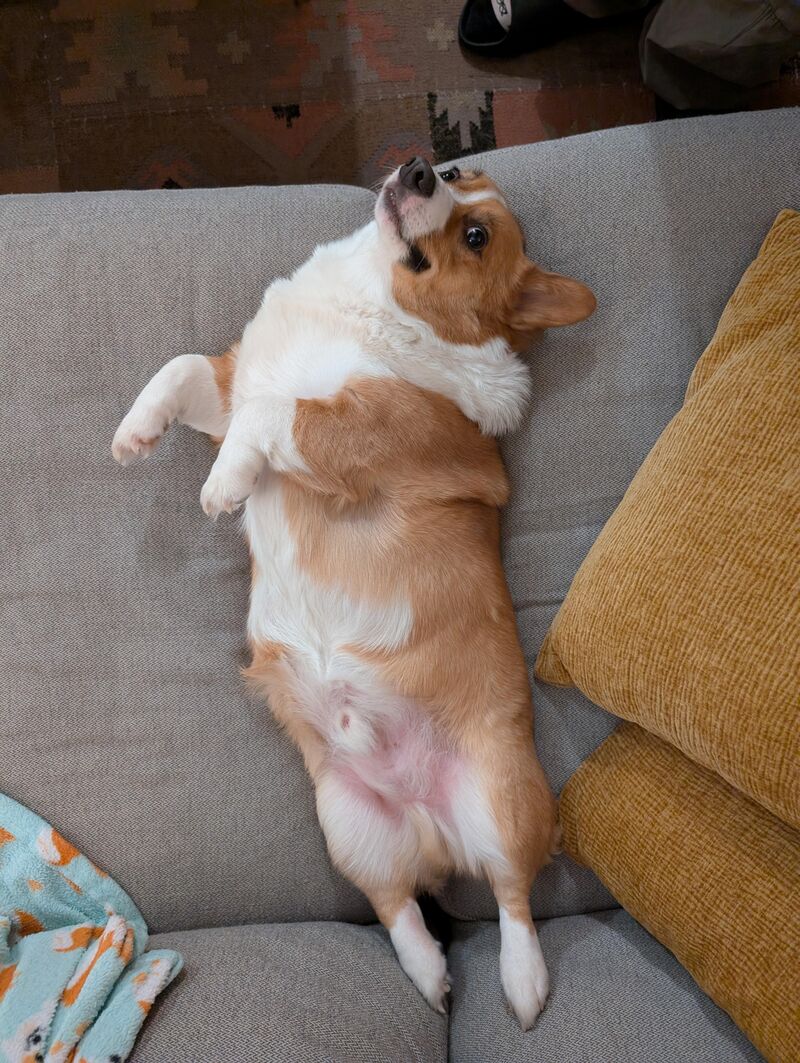 Pembroke Wedged Corgi