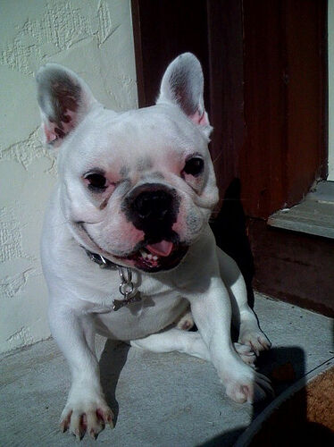 Bulldog French