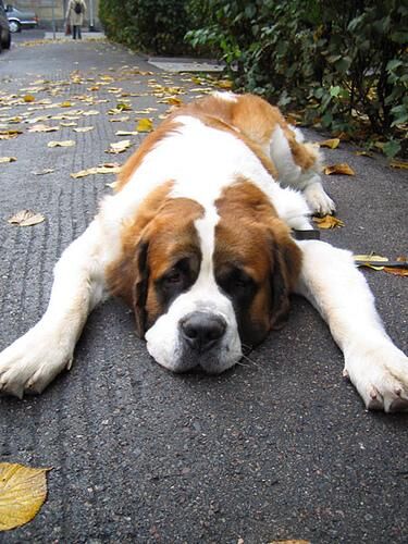 Stbernard