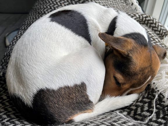 Danish Swedish Farmdog