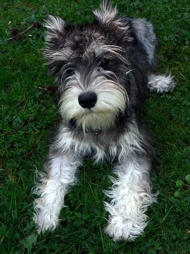 Schnauzer Miniature