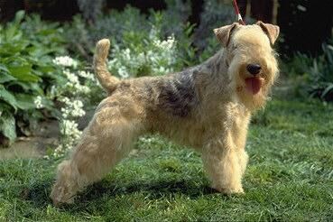 Terrier Lakeland