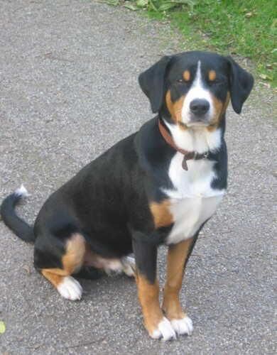Entlebucher