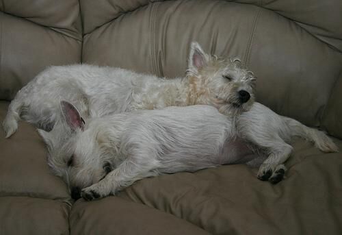 Terrier Westhighland