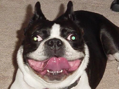 Bulldog Boston