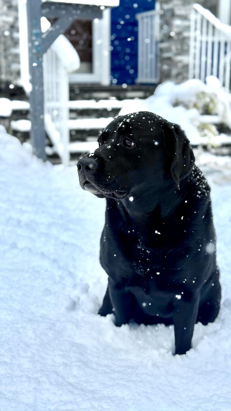 He just want to enjoy the snow.