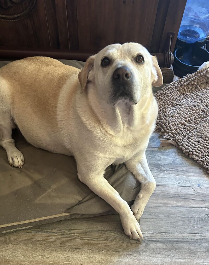 There’s nothing in my life that compares to the  amount of love this dog has for me. I love you too Lilly.