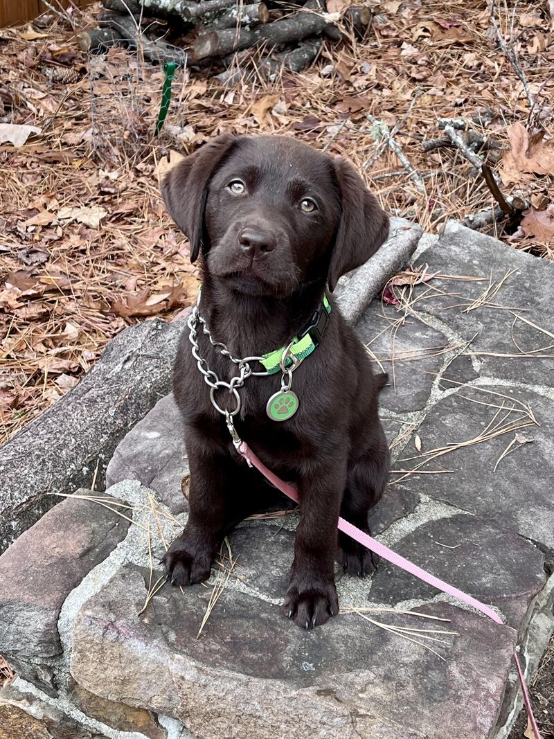 Ruffland Kennel sizing for car travel