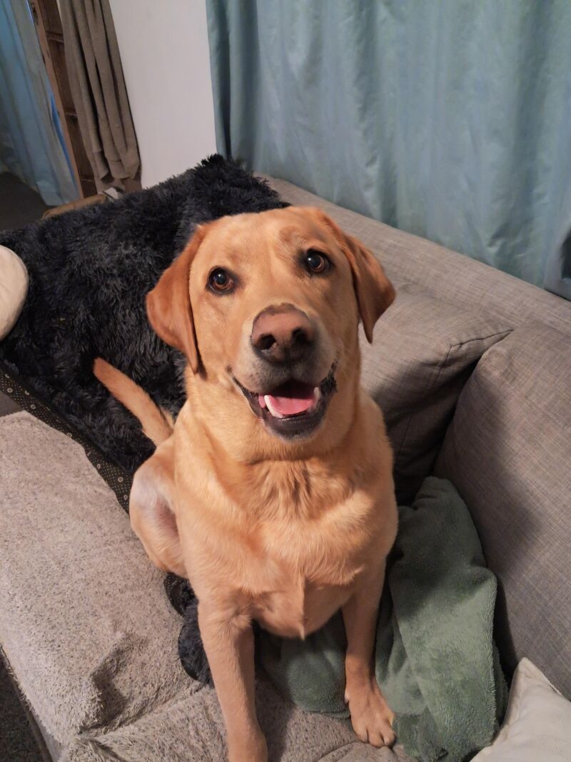 Labrador parents are the best type of people!