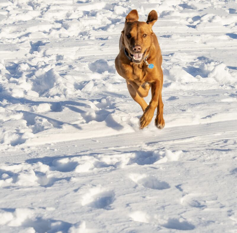 Caution: low flying Lab