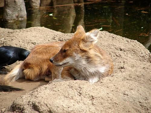 Dhole