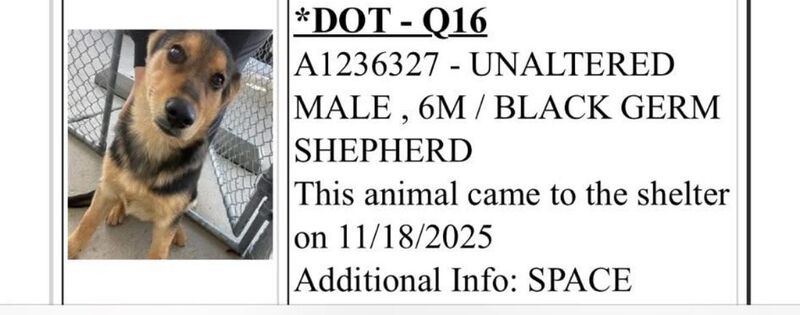 Tonight is his last night on earth: 6 month old Dot A1236327 at Kern County Animal Services will be euthanized tomorrow 12/16 at 8 am if he doesn’t have solid adoption, foster, or rescue interest. He is listed for space and is just a baby. This is his only photo. Transport avail, DM me.