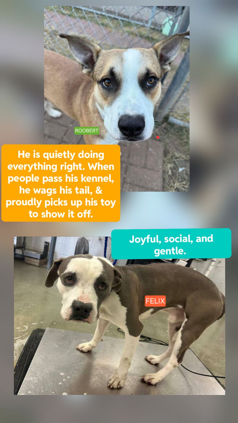 Cw:LAST CALL HOUSTON, TX Two good boys are running out of time & both need local fosters/adopters today 12/15 at 1 PM to be safe. Rescues cannot step in without pledges and a committed local foster. DM +barcfoster@houstontx.gov barcadoptions@houstontx.gov