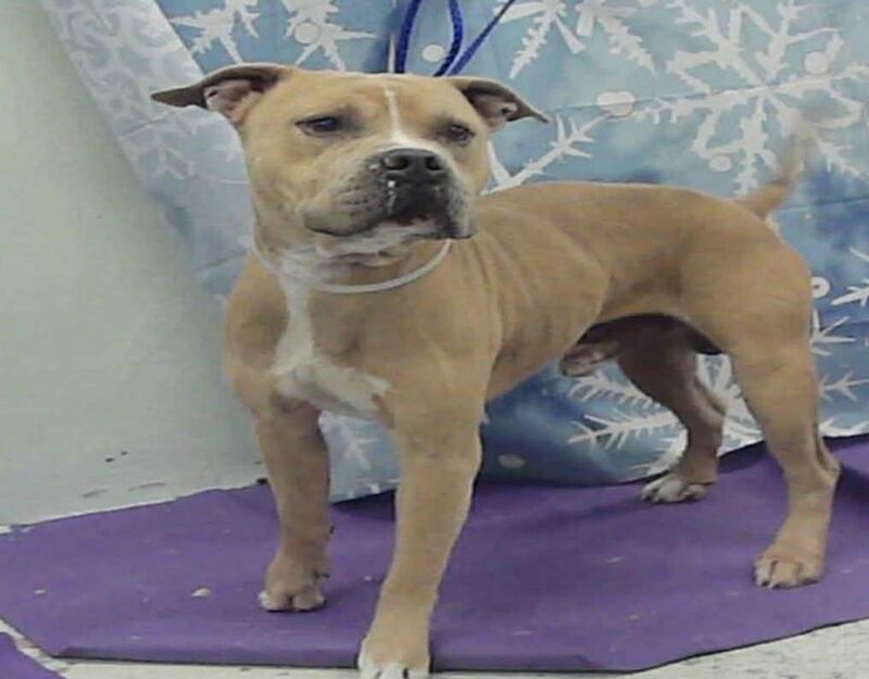 Casanova is 1 yr old Staffordshire mix, friendly and bright. He is listed for euthanasia tomorrow 12/15 at 1pm and needs a plan in place | Barc, Houston Tx | A2048558