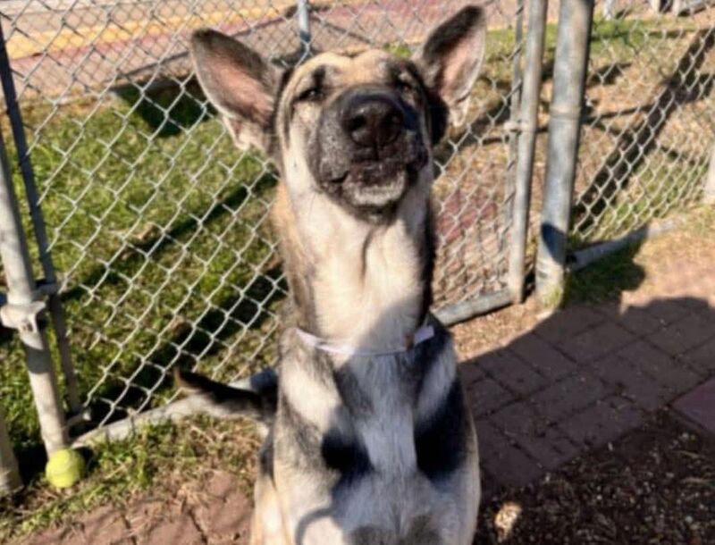 Sweet 3yo girl, Farah (a2046797) is on tomorrow's euthanasia list, 12-16 @1pm ct. She is friendly, affectionate, intelligent, super sweet. Needs to be adopted, rescued, or fostered before its too late. Please help & share Farah now [houston, tx]