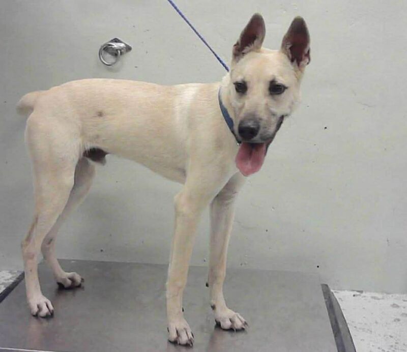 Handsome, intelligent and energetic Jacob, German shepherd mix is on borrowed time, euthanasia deadline tomorrow at BARC Houston, ID #A2048634. Please share or help him!