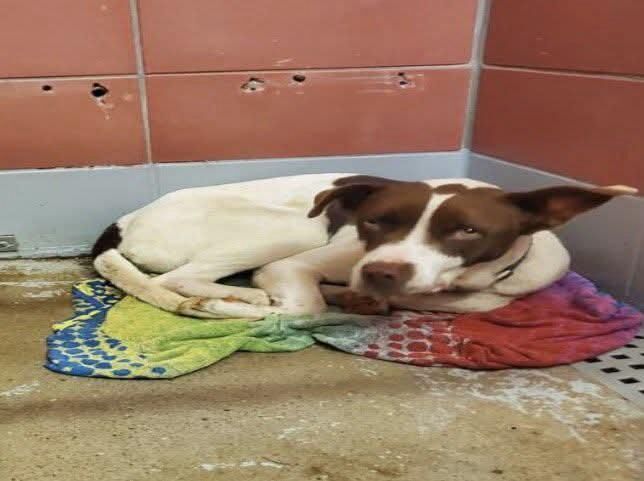 Beautiful, sensitive Staffordshire mix Riley is scared and needs our help. Found as a stray and looking for her family. ID A2048186, euthanasia deadline tomorrow.