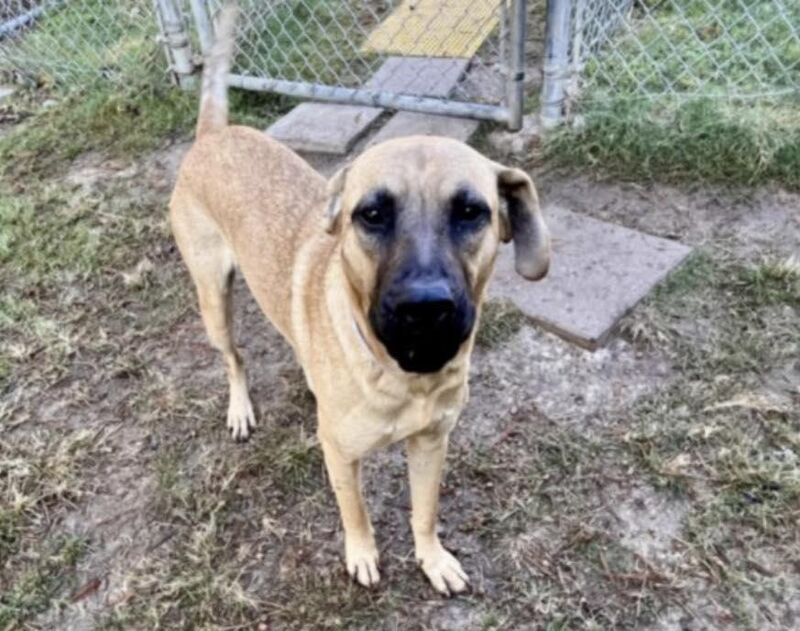 2yo good boy, Rosco (a2047421) is on TODAY'S euthanasia list, 12-16 @1pm ct. Wiggly, friendly, intelligent, playful. Rosco needs someone to give him a chance. Ready to be adopted, fostered, or rescued. Please share, pledge for Rosco [Houston, tx]