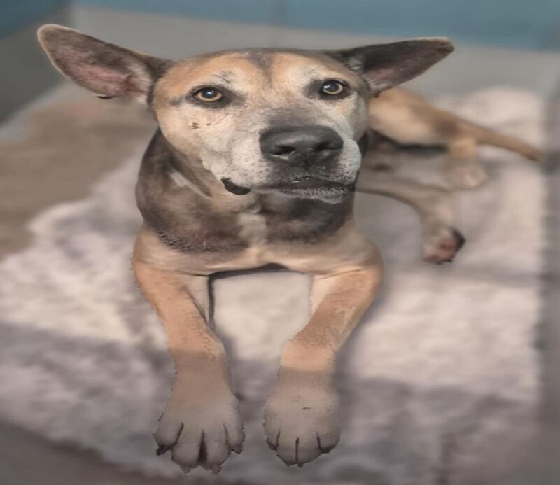 Winston, BARC Animal Shelter – Houston, TX, ID #A2049038 needs our help