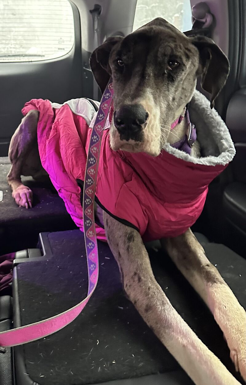 JUNE IS STILL DECLINING 💔 Please help if you’re able