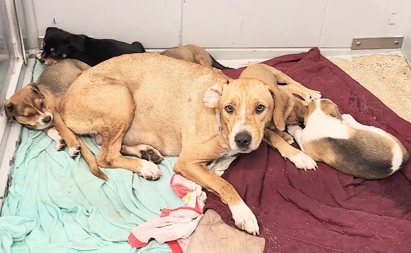 Mother Haya & her five, month-old puppies are on tomorrow's euthanasia list, 12-16 @1pm ct. Euthanasia requested by owner. This family needs a dedicated foster & a rescue to survive. Can you foster or pledge? Please share [houston, tx]