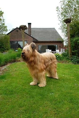 Briard