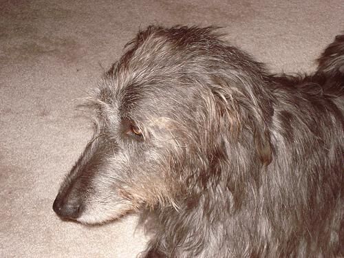 Wolfhound Irish