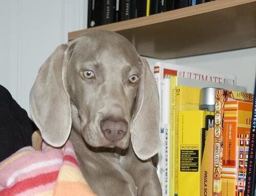 Weimaraner