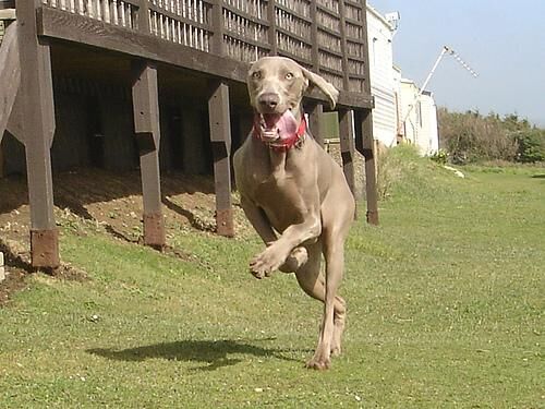 Weimaraner