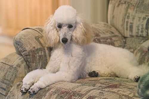 Poodle Miniature