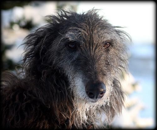 Deerhound Scottish