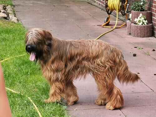 Briard