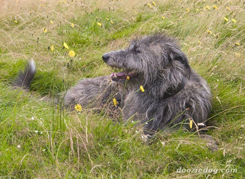 Deerhound Scottish