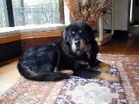Mastiff Tibetan