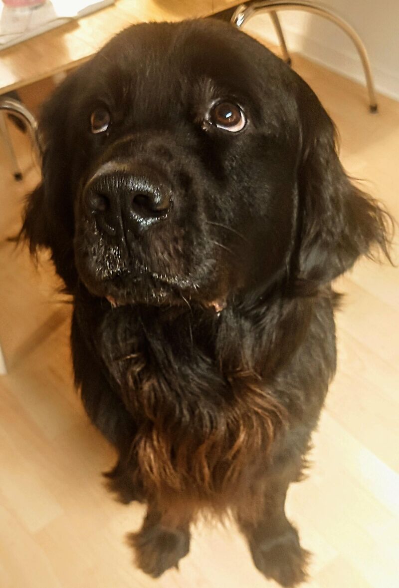 Can I pls get some attention? Especially at dinner time 😄