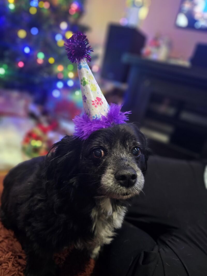 Happy Birthday, pup!🥹