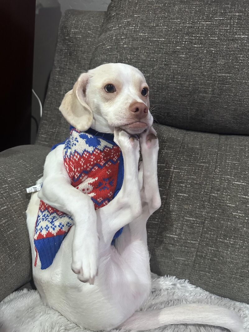 Dog did this. Might die of cuteness