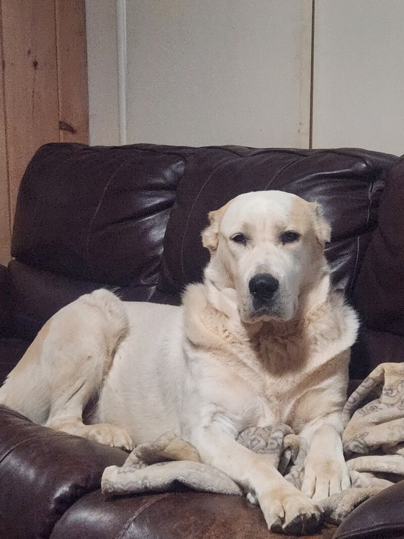 Chelsea looks majestic sometimes (yes shes gigantic)