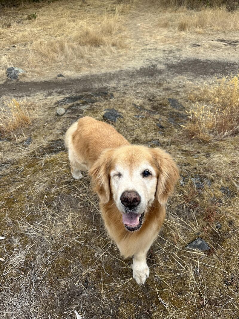 Said goodbye to my best friend of 11 years this morning.