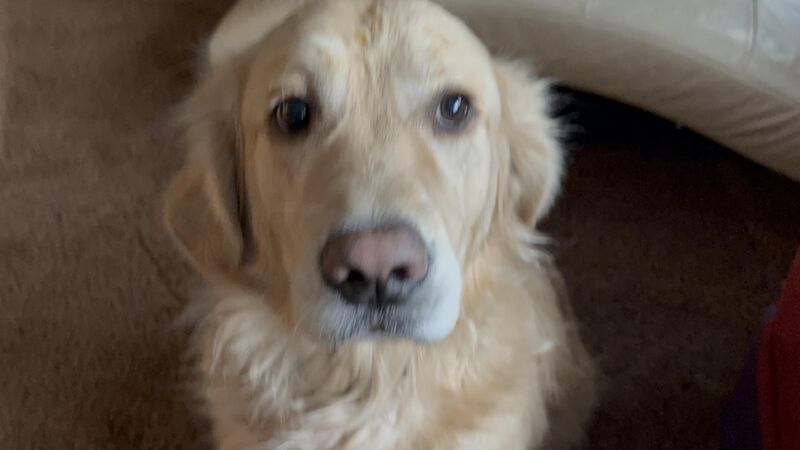 What type of golden is he?