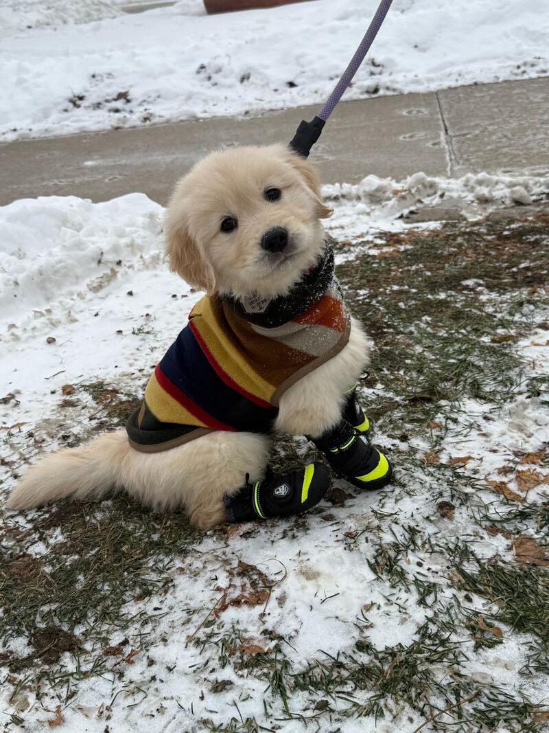 A winter puppy ❄️❄️